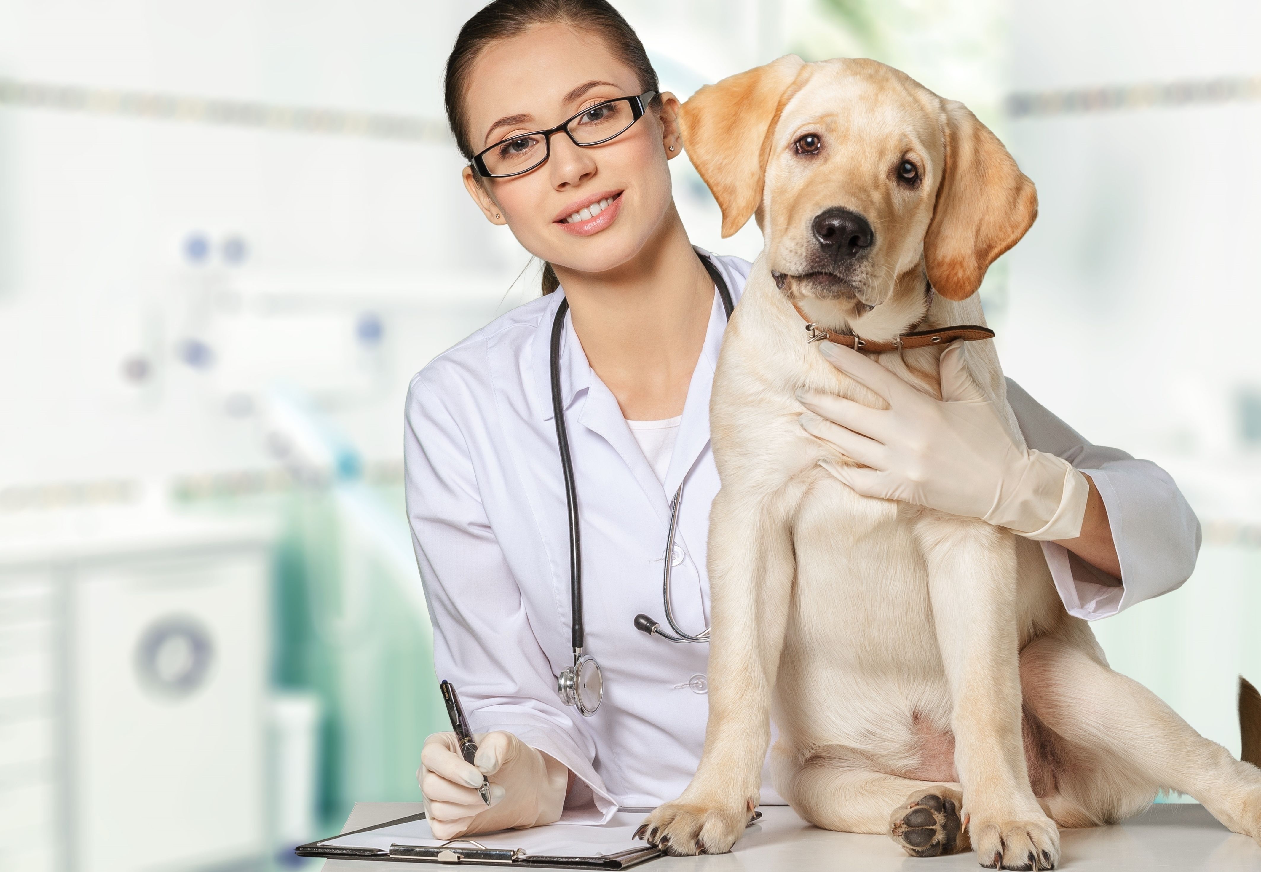 Visitas periódicas aos veterinários garantem uma melhor qualidade de vida do seu cachorro. Foto: Bigstock. Visitas periódicas aos veterinários garantem uma melhor qualidade de vida do seu cachorro. Foto: Bigstock.